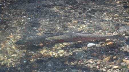Southern Steelhead Protected by Endangered Species Act