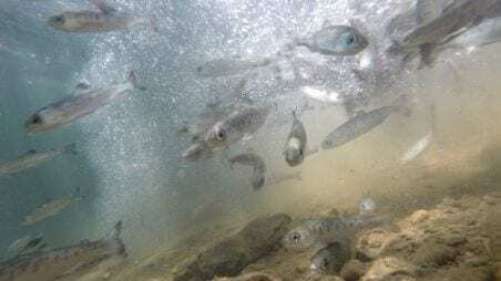 The Trout and Steelhead Conservation And Management Act