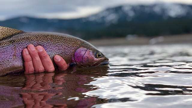 Wild Trout Spilling Out Fishing Creel Stock Photo 237619999
