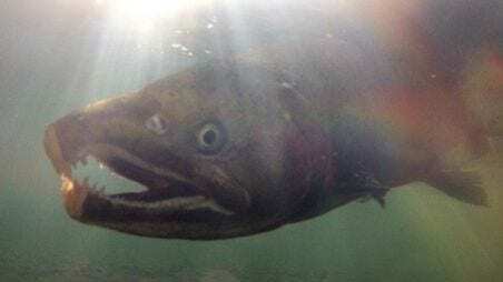 Coho Salmon Receive California Endangered Species Protection