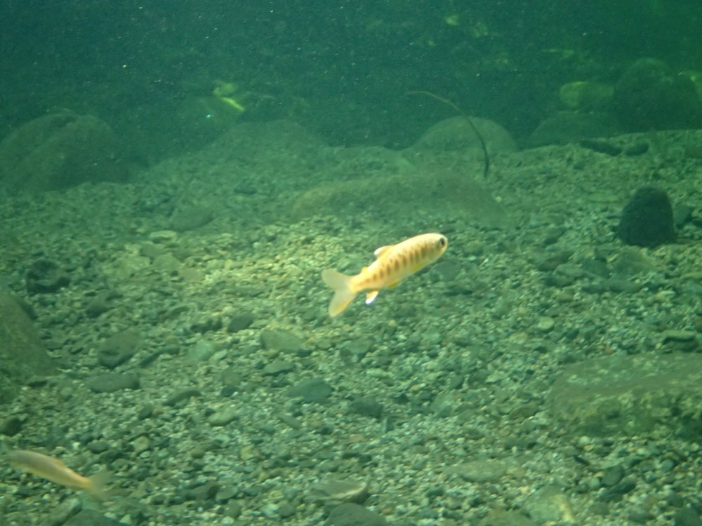Big-Mill-Creek-snorkel-survey-2