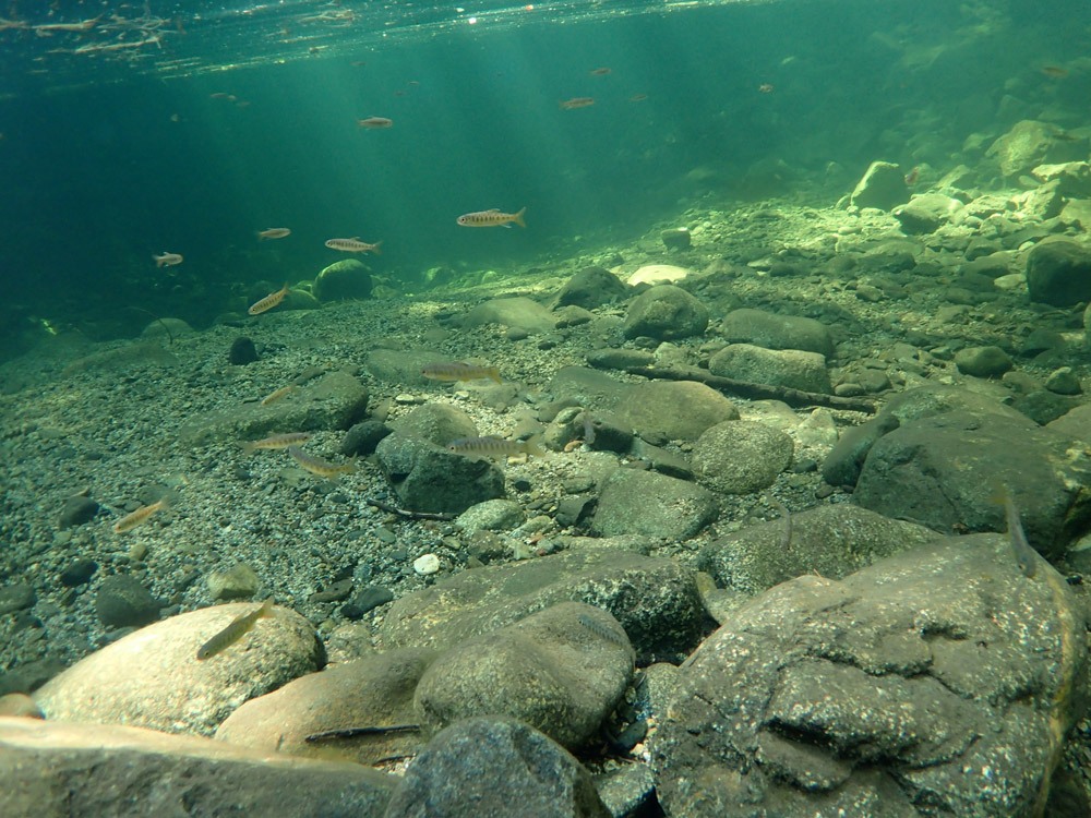 coho-snorkel-survey-big-mill-creek