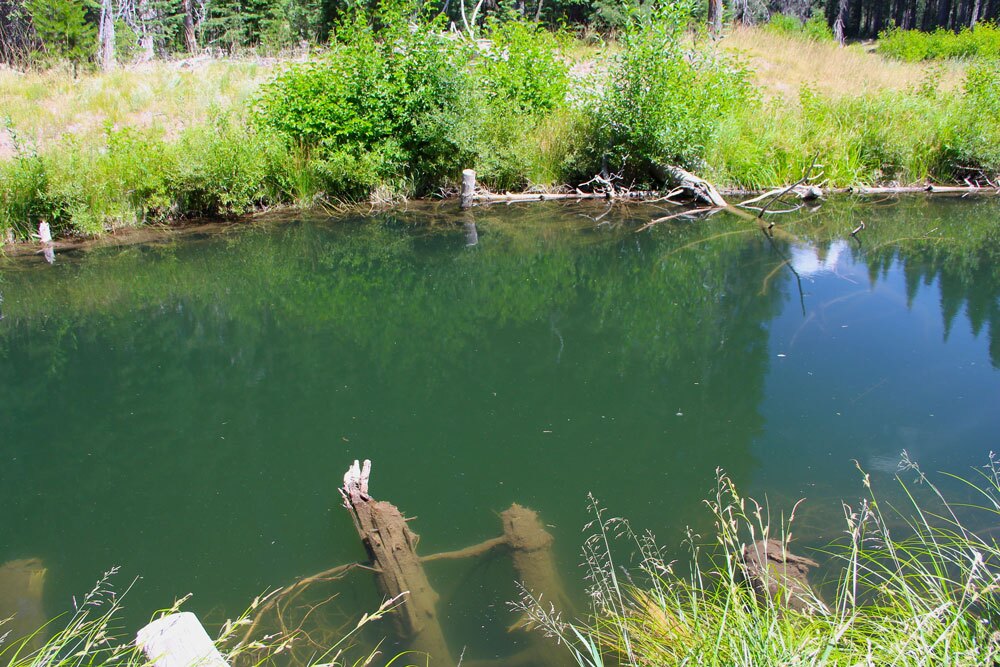 Trout-Creek-Restoration-site