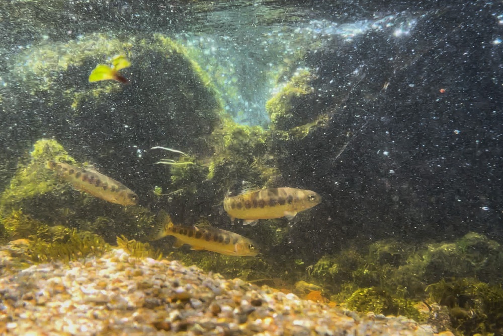 Golden trout underwater