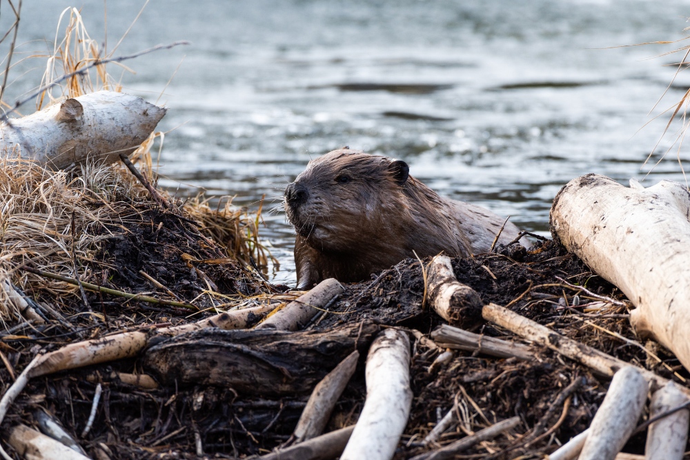 Beaver and its dam