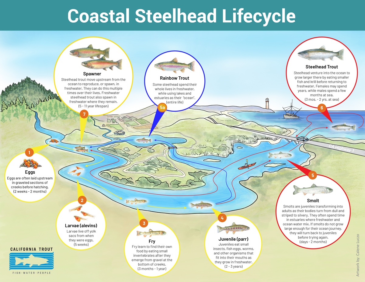 CT-coastal-steelhead-lifecycle-FINAL-01