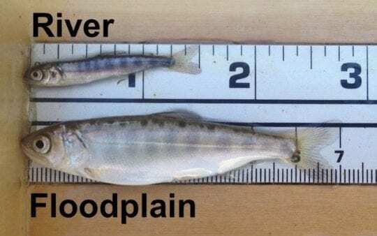 mtwh-nigiri-floodplain-fatty mtwh-nigiri-floodplain-fatty
