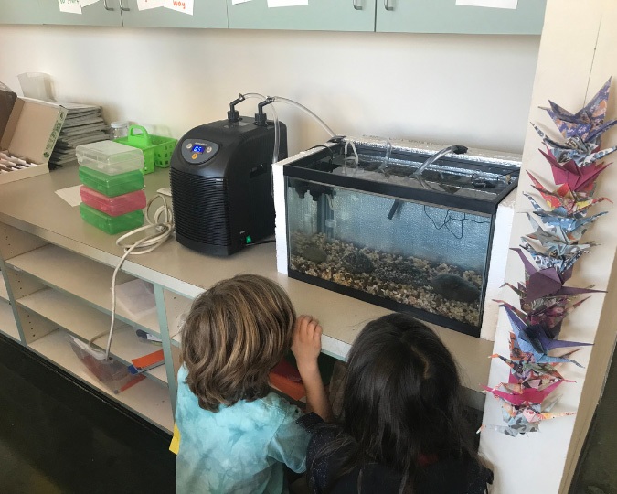 Trout-in-the-classroom1 Trout-in-the-classroom1