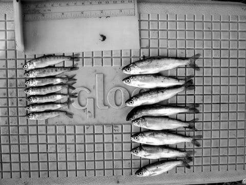 Juvenile Chinook comparison Juvenile Chinook comparison