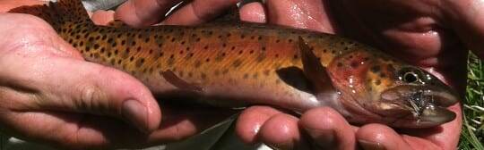 Slinkard Creek Lahontan Slinkard Creek Lahontan