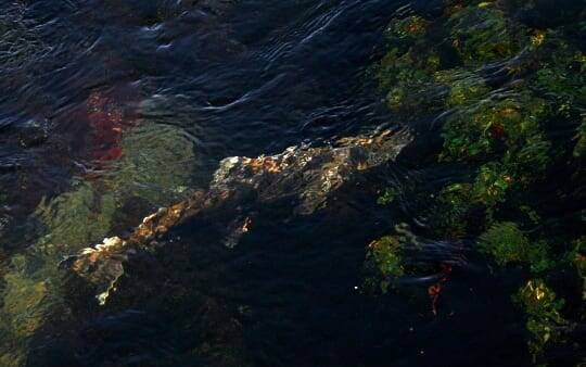 A Shasta River salmon