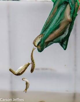 Salmon fry, Yolo Bypass