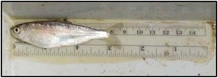 March 12, 2012: weight 6.45 grams, length 81 mm