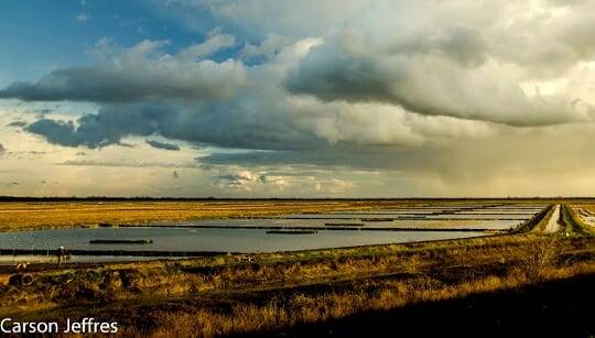 Yolo Bypass study area
