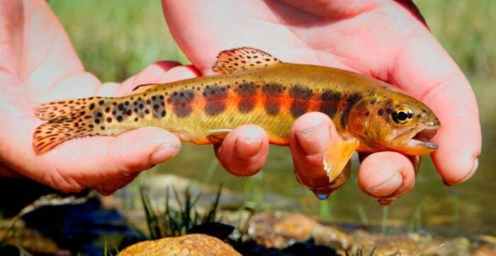 golden-trout