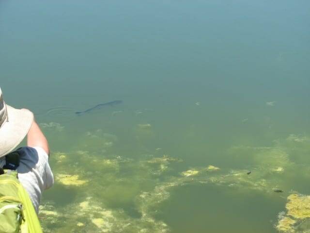 2014Malibu Lagoon Steelhead Trout