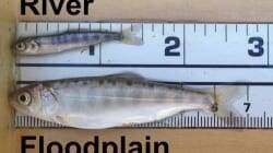 fishrestoration_ci-250x140