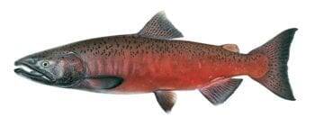 Chinook-salmon-male