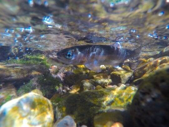 mccloud-redband-release1200x600