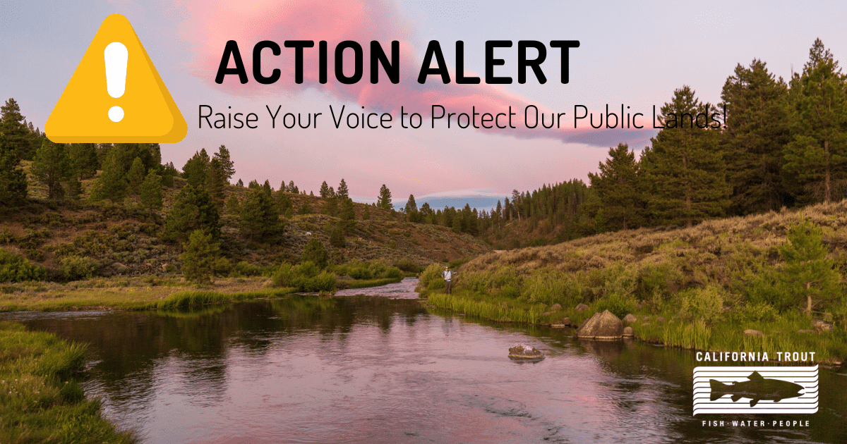 Action Alert Blog Post Featured Photo