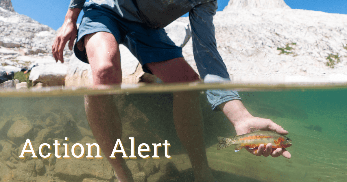 action alert roadless