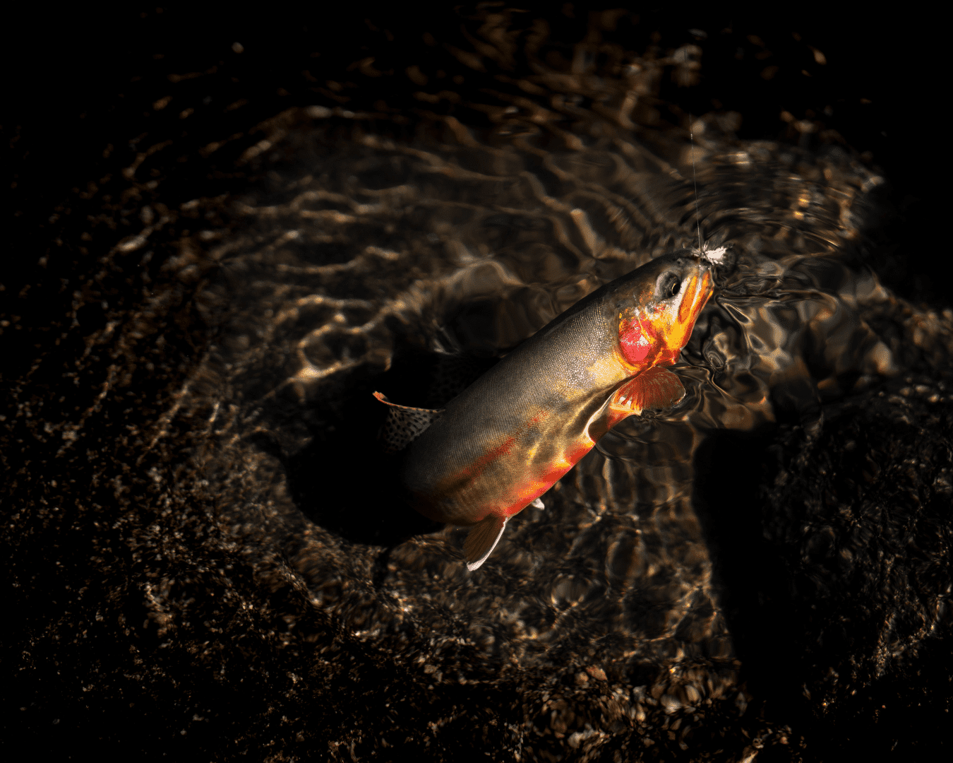 Rectangle Photo Blog Post (1080 x 1350 px) (1350 x 1080 px) (2)