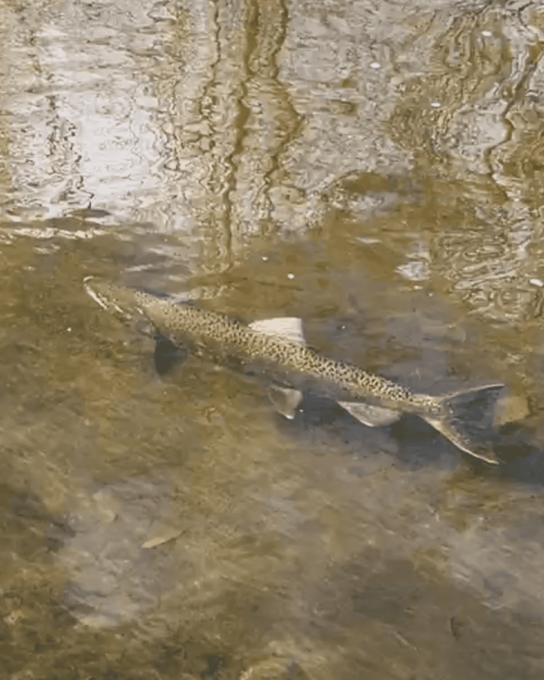 Rectangle Photo Blog Post (1080 x 1350 px) (3)