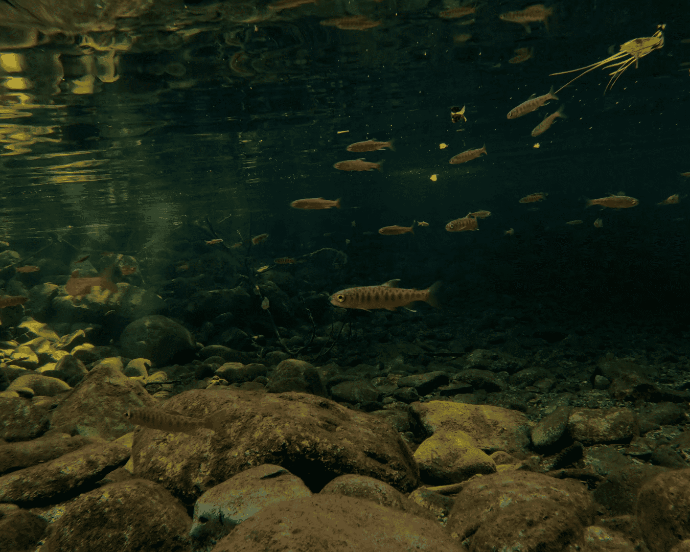 Rectangle Photo Blog Post (1080 x 1350 px) (1350 x 1080 px) (10)