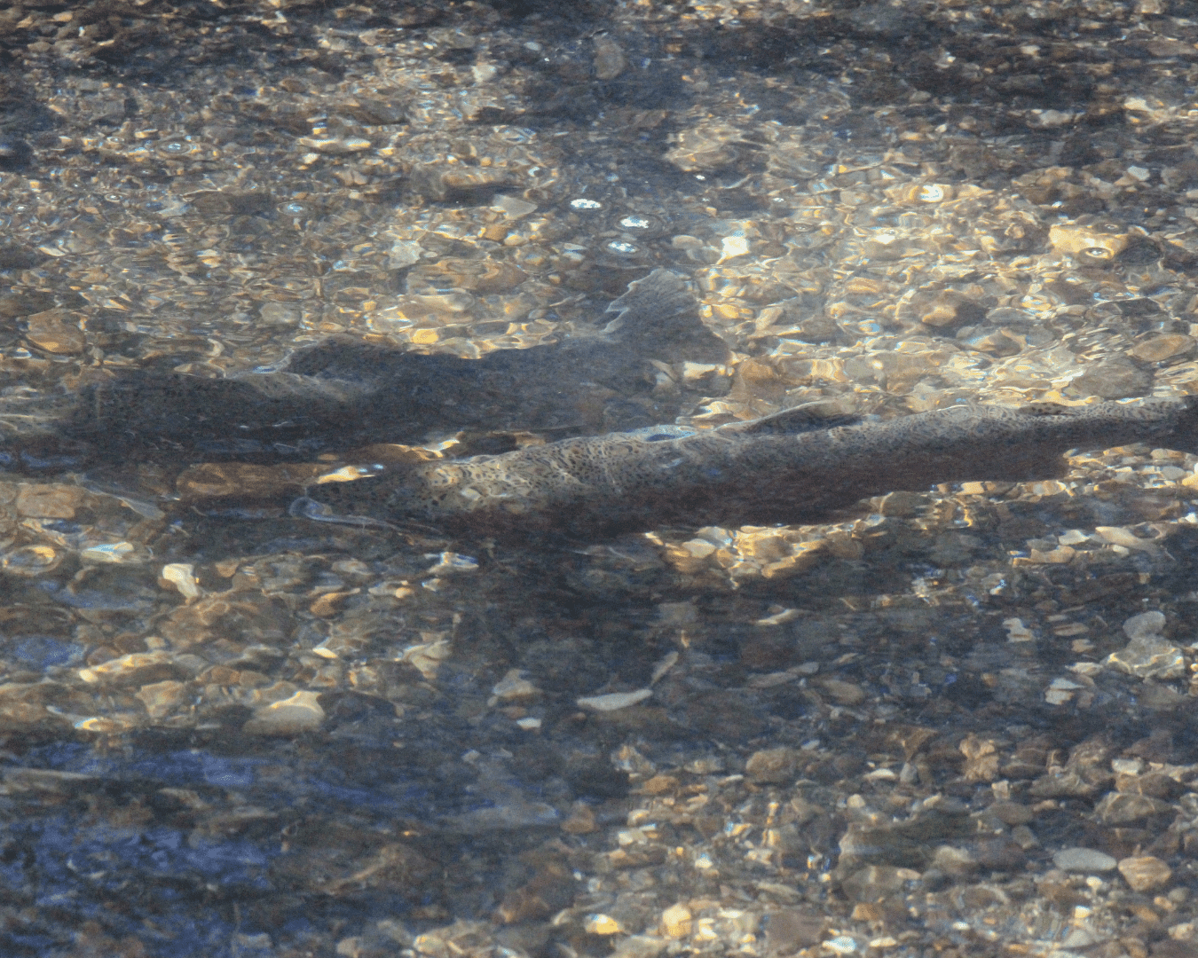 Rectangle Photo Blog Post (1080 x 1350 px) (1350 x 1080 px) (8)