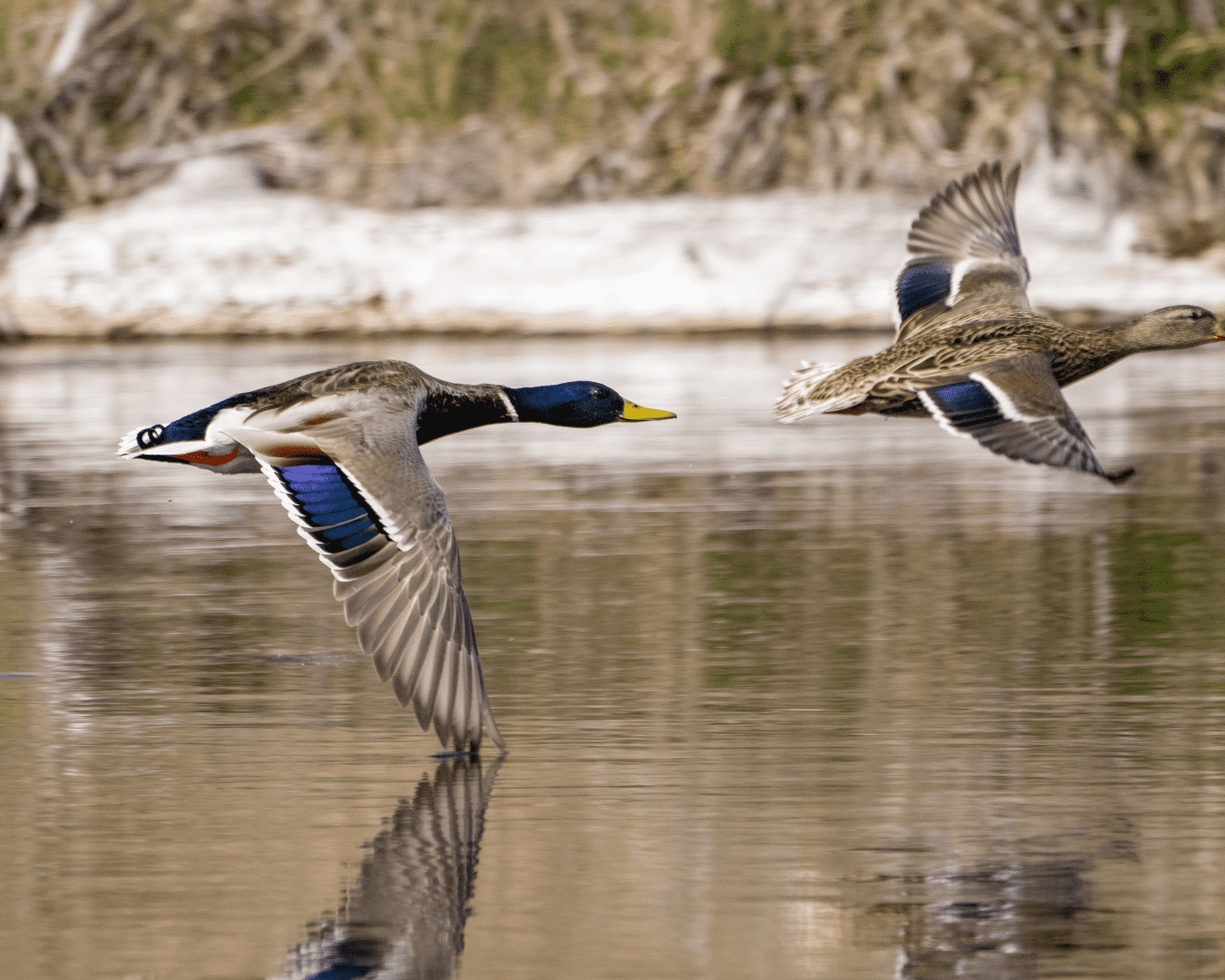 Rectangle Photo Blog Post (1080 x 1350 px) (1350 x 1080 px) (43)