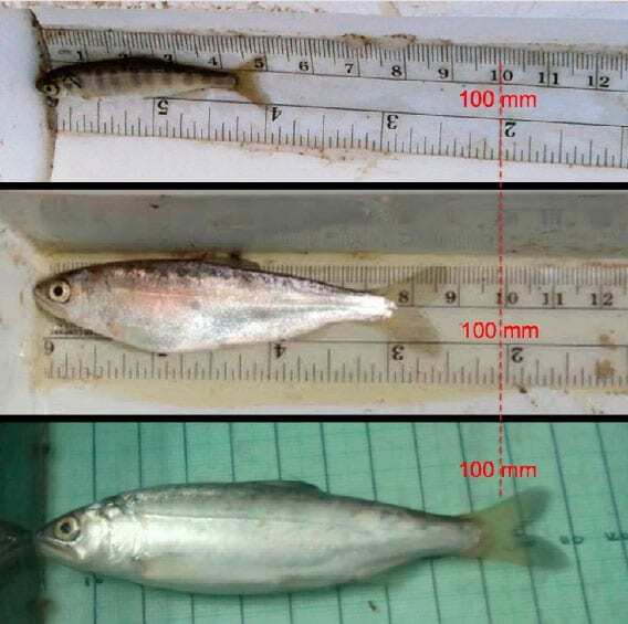 Documenting growth of “floodplain fatties”