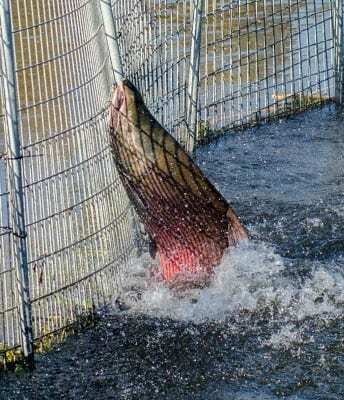 salmon-in-canal