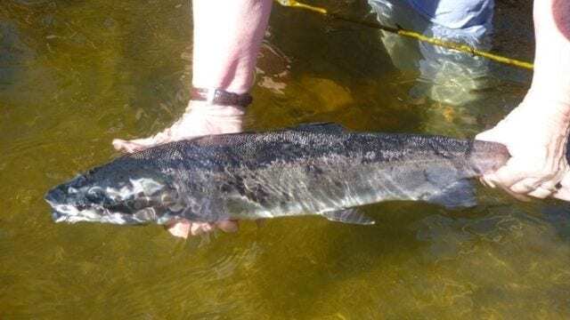 mtwh-steelhead-malibu-steelhead