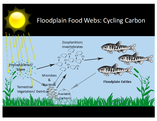 mtwh-nigiri-food-webs