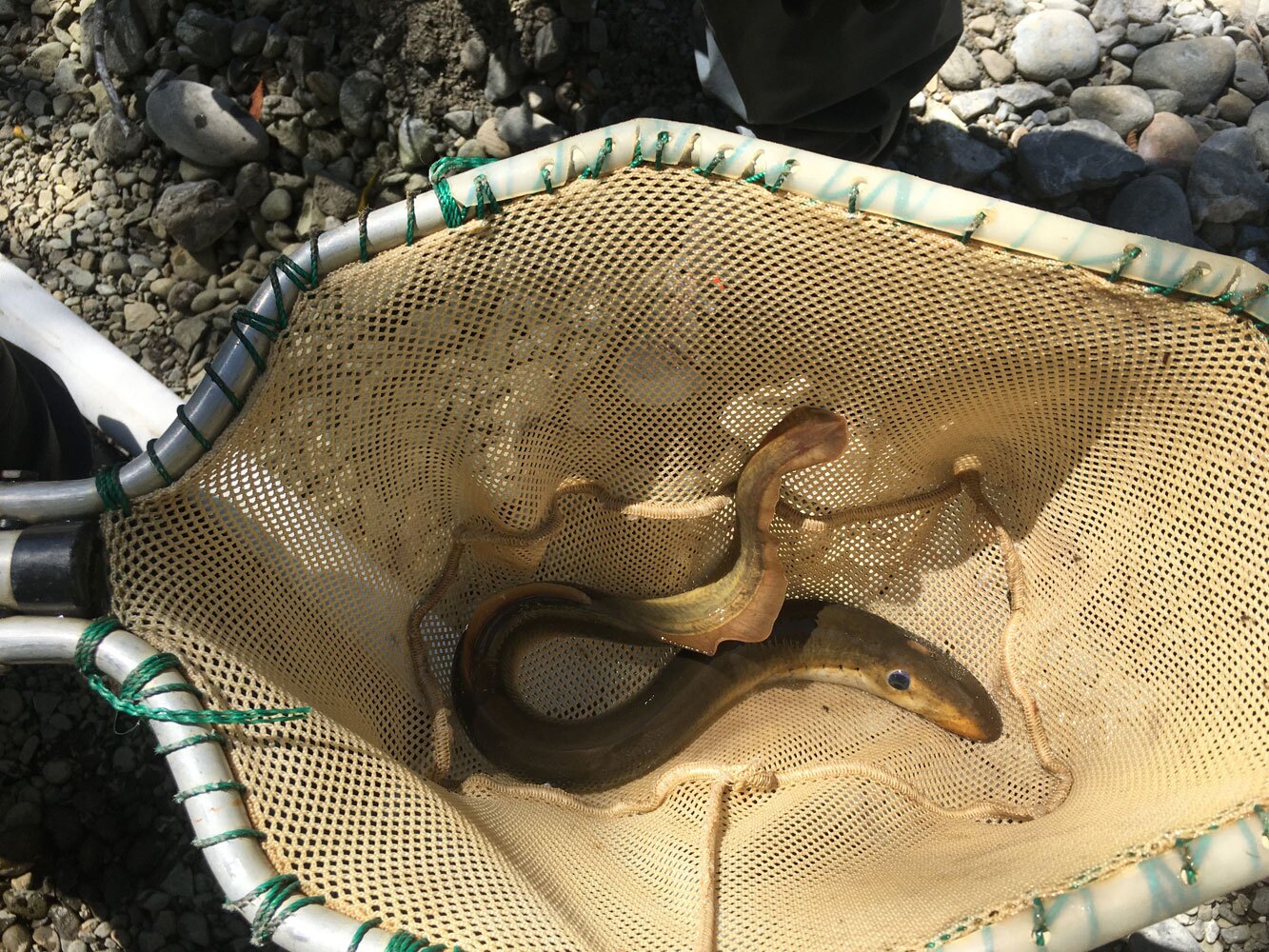 Cedar-Creek-dam-removal-pacific-lamprey