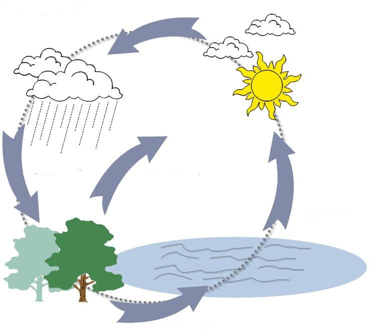 f3d07412736180954eff1b43dc22cbbd--water-cycle-biology