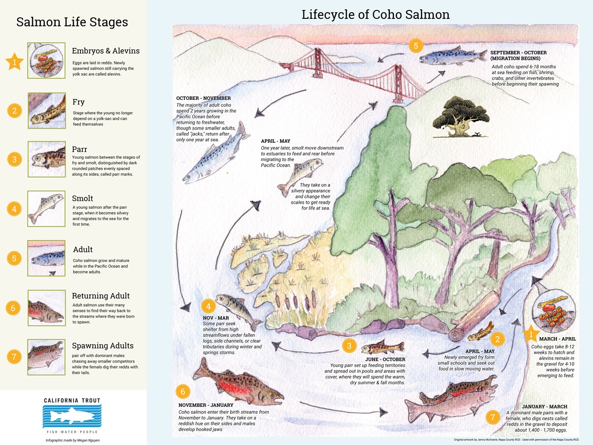 Salmon-Life-Cycle-FINAL-credit