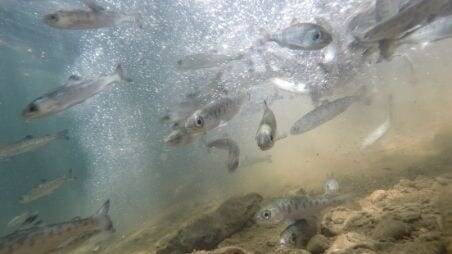 The Trout and Steelhead Conservation And Management Act