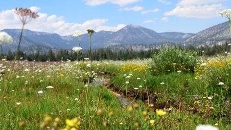 Nestle on the McCloud